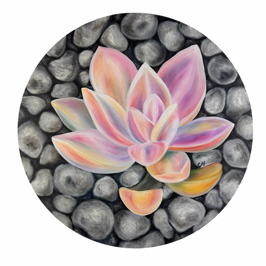 Succulent and Stone